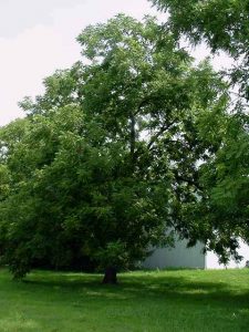 black walnut tree