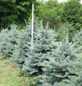 Blue Spruce