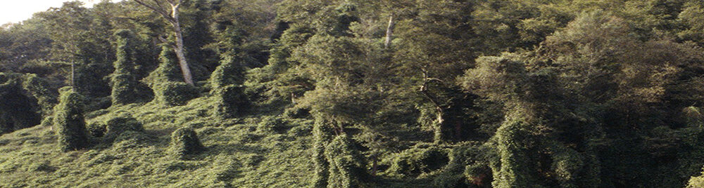 Mile-a-minute vine on hillside trapping trees and other plants.
