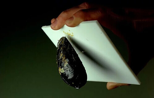 mussel-teflon